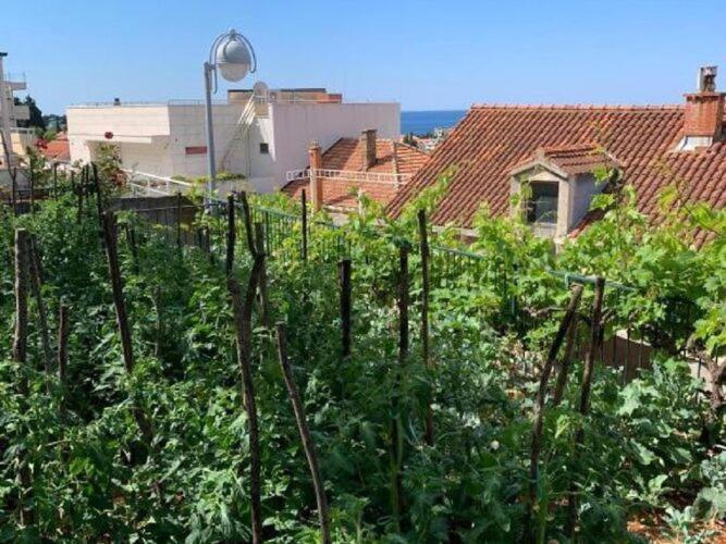 2 - Double With Shared Bathroom 1 - 3 Apartment Dubrovnik